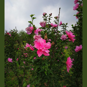 大雪纷飞 弦乐版（铃铛）wav