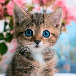 Bocadillos Entre Canciones