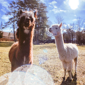 PLASTIKBECHER (Explicit)