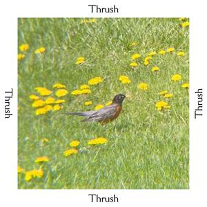 Thrush (Bonus Track)