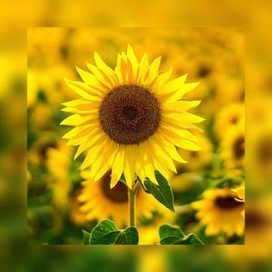 Sunflower (Explicit)