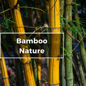 Bamboo Nature Flute Music for Relaxation