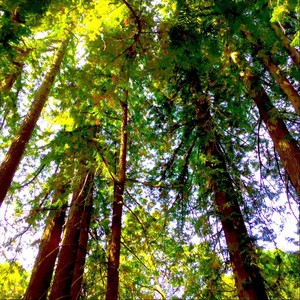 Lone Creek Valley