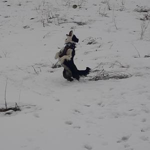 Cats will kill you in your sleep