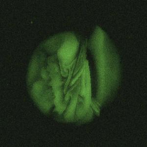 neidomus (feat. Nuestra) (Explicit)