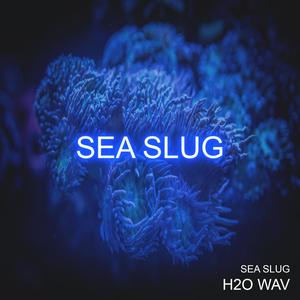 Sea Slug