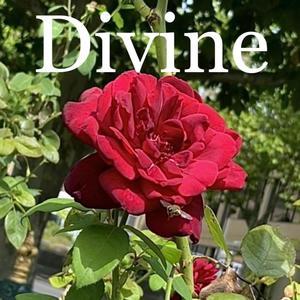 Divine Demo (Explicit)