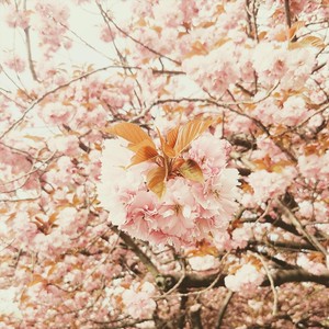 Pricess Kaguya Overture