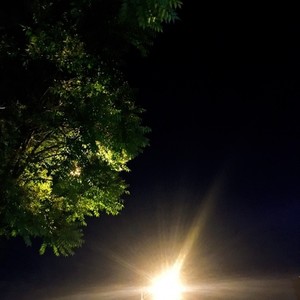 凤凰花开的路口