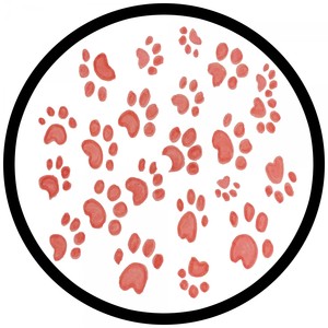 The Groovy Cat (Extended Mix)