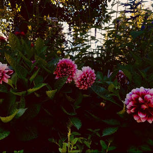 SECRETS UNDER WILLOW (feat. AJ Cooper)