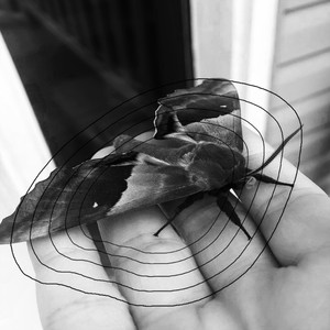 Esforço Diário para Existência Sob Circunstancias Humilhantes na Terra dos Colonizadores (Explicit)