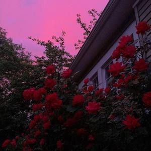 A Phone Call From Cupid