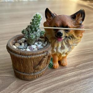 签王之王和他的小黄