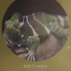 Bald Grampus