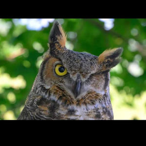 Owl (feat. Rah Benz) (Explicit)