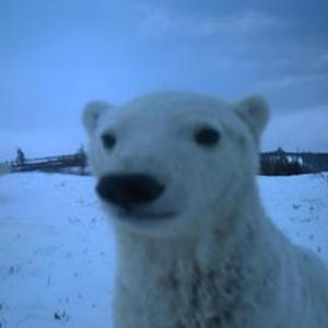 Down it went (feat. I watch the snowfall) (Explicit)