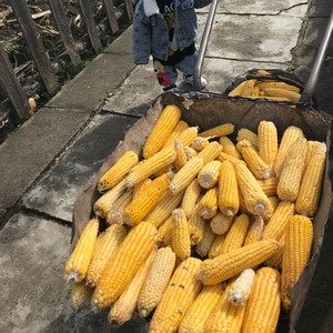 秋风落叶