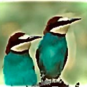 tico tico no fuba雀鸟