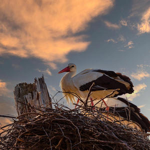 Stork