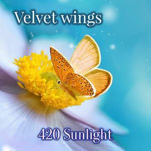 Velvet Wings