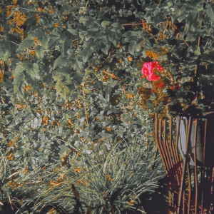 Millie Bobby Brown (Explicit)