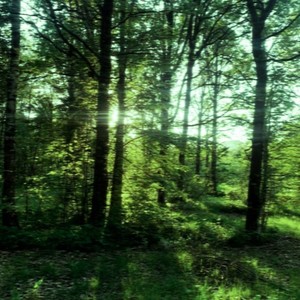 Forest Noise (Slowed)