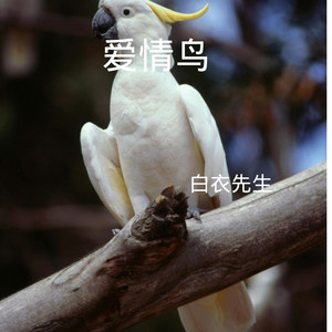爱情躲避球封面