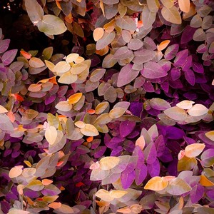 c h u n l i (Explicit)