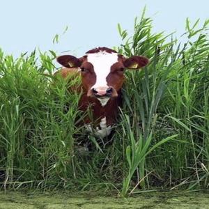 A Vaca Do Milharal (feat. Lucas Gatti)