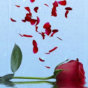 The Rose (Explicit)