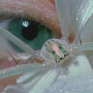 Die Young (feat. JetriXLife & Trigger Treat) (Explicit)