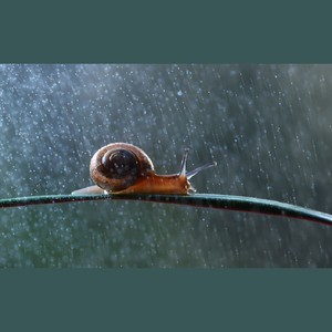 雨中漫步