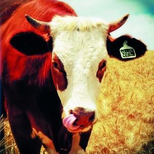 Shabak Samech - מה פתאום?