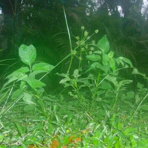 lily stargazer (feat. Kierst)