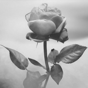 Flor Marchita