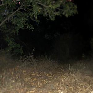 FERMI PARADOX [free dl]