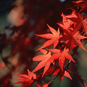 她的混血儿 (Live)