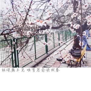 春风十里 (蜜糖版)