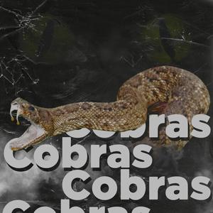 ZBRA - Cobras (Explicit)