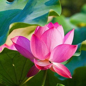 且安此心