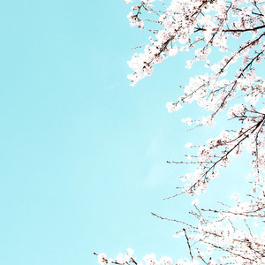 Blossom