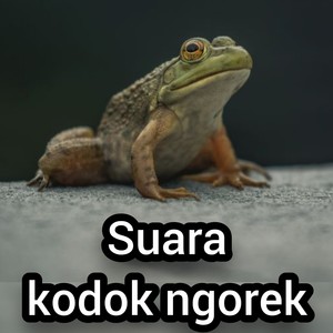 Suara Kodok Ngorek