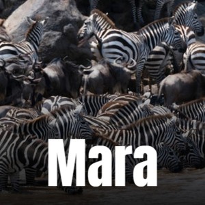 Mara