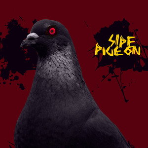 Pigeon