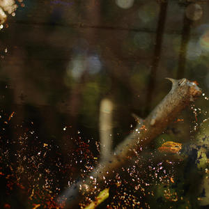 Night-blooming Jasmine