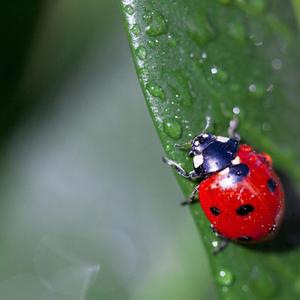 LADYBUG (Demo)
