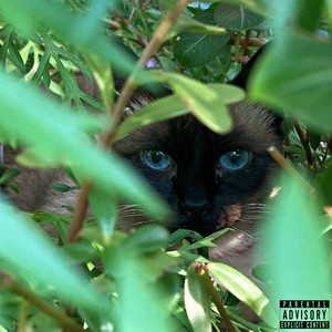 Felis (Explicit)