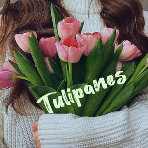 Tulipanes (Explicit)