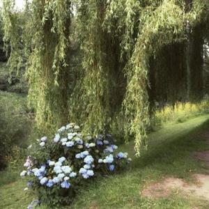 story (feat. nephminaj) (Explicit)